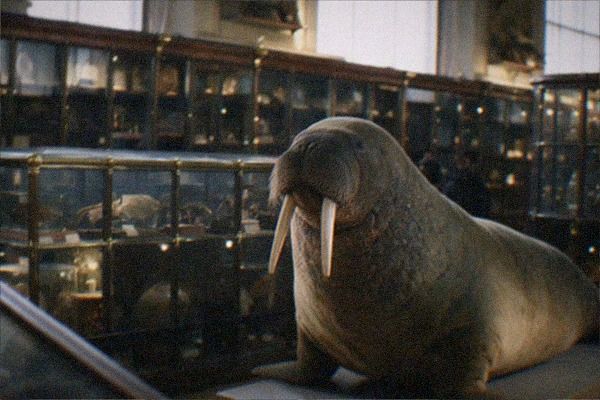 Horniman Museum